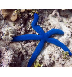 Blue Starfish, Звезда Голубая XL.