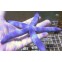 Blue Starfish, Звезда Голубая Linkia sp.