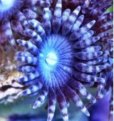 Blue Shuriken neozoa. 1 полип.