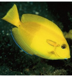 Acanthurus Olivaceus M.