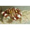 Harlequin Crab, Lissocarcinus laevis.