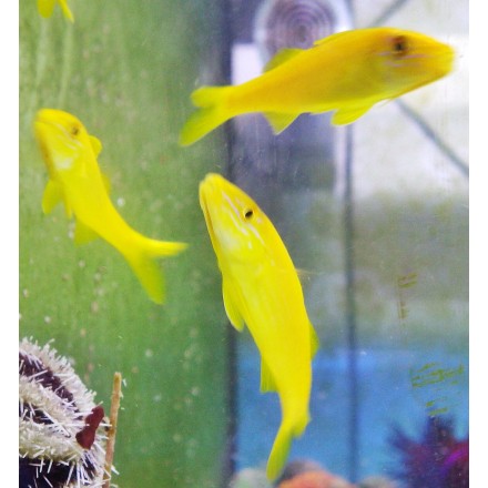 Parupeneus cydotos-Yellowsaddle Goatfish. Барабуля желтая.