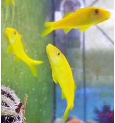 Parupeneus cydotos-Yellowsaddle Goatfish. Барабуля желтая.