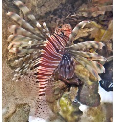 Крылатка. Pterois Volitans. 20см