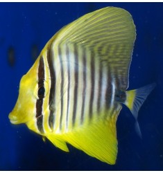 Zebrasoma Desjardinii S