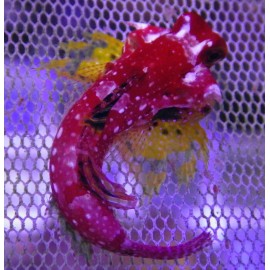 Ruby red dragonet. Synchiropus moyeri.