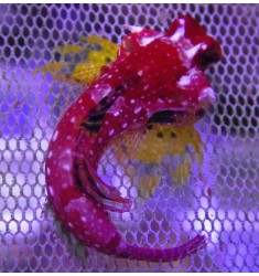 Ruby red dragonet. Synchiropus moyeri.