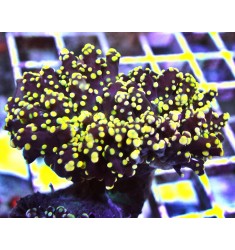 Gold Yaeyamaensis Frogspawn