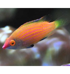 Pink-streaked Pygmy Wrasse