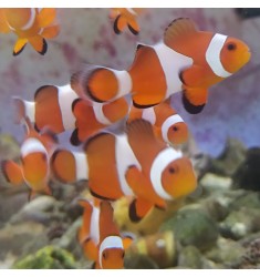 Amphiprion ocellaris M.