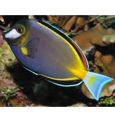 Acanthurus japonicus M.