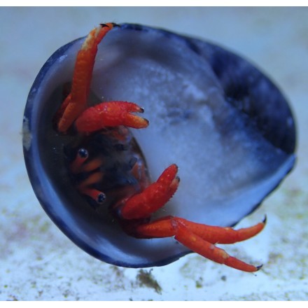 Scarlet reef hermit crab.