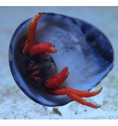 Scarlet reef hermit crab.
