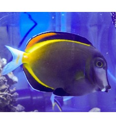 Acanthurus japonicus M.