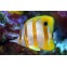 Cooperband Butterflyfish. Chelmon Rostratus. Хелмон носатый.