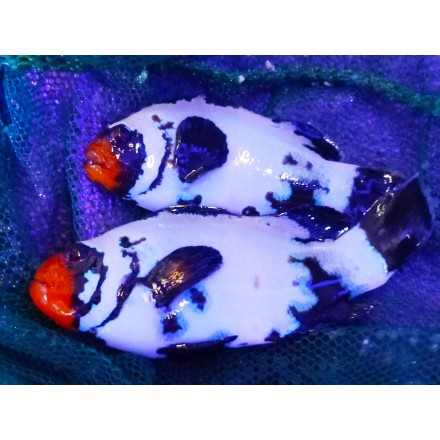 Frozen frostbite clownfish.