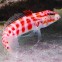 Red spotted sand perch. Parapercis schauinslandi. Песочник краснопятнистый.