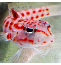 Red spotted sand perch.