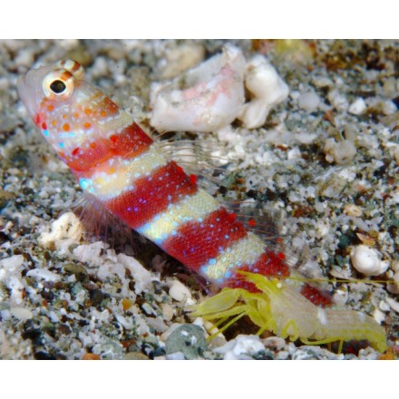 Amblyeleotris wheeleri, Gorgeous prawn-goby.