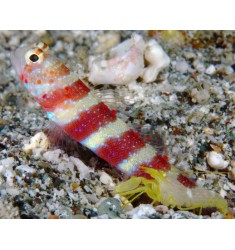 Amblyeleotris wheeleri, Gorgeous prawn-goby.