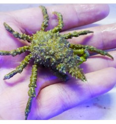 Hyastenus sp. Conical spider crab.
