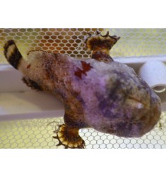 Antennarius tuberosus. WYSIWYG.Удильщик. Рыба-жаба.