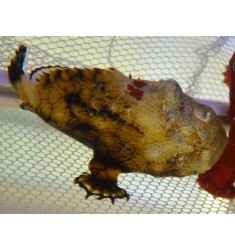 Antennarius tuberosus. WYSIWYG.Удильщик. Рыба-жаба.