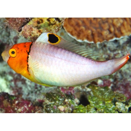 Cetoscarus Bicolor. Рыба-попугай масковая.
