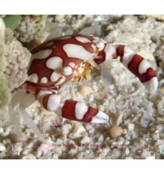 Harlequin Crab, Lissocarcinus laevis.