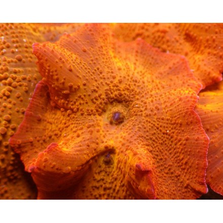 Mushroom Orange Ultra, WYSIWYG