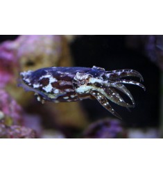 Пара Sepia bandensis, Dwarf Cuttlefish. Каракатица карликовая.