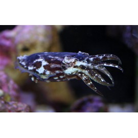 Sepia bandensis, Dwarf Cuttlefish. Каракатица карликовая. Под заказ!