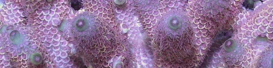 Мелкополипные кораллы SPS